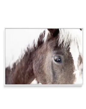 Aiko | Brown Horse | Framed Canvas Art Print